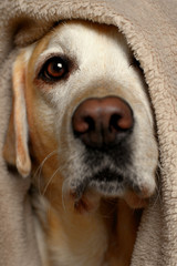 Labrador retriever under a blanket.