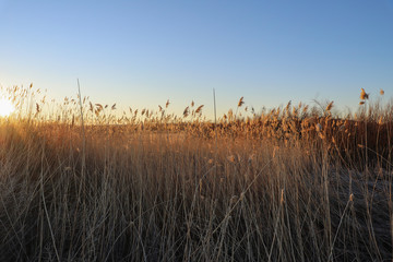 Grasses at sunrise