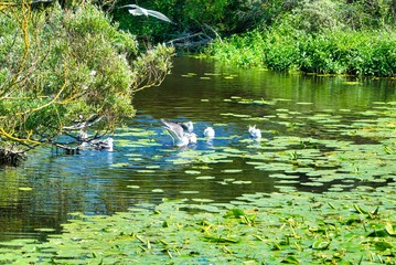 Fototapeta premium european herring gull on heligoland