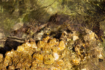 Balanus (Balanomorpha) is a genus of barnacles in the family Balanidae of the subphylum Crustacea.