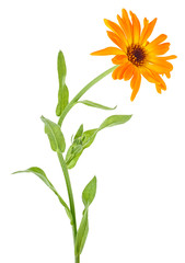 Fototapeta premium Marigold - Calendula officinalis isolated on a white background. Flower on stem.