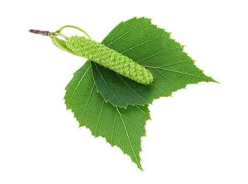 Green birch bud and leaves isolated on a white background