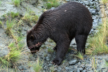 Alaska Brown Bear