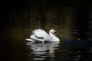 Naklejka premium Swan nature bird lake summer color water live clean