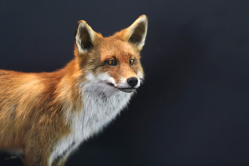 Red fox close portrait on black natural background