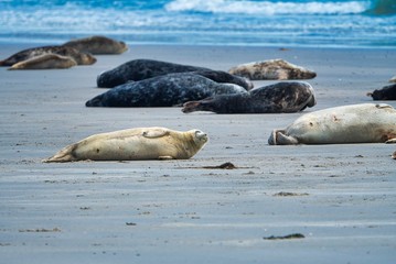 Fototapeta na wymiar Grey seal on Heligoland