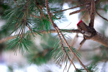 Pine branches, coniferous needles background closeup