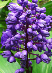 Naklejka premium Blue Ginger