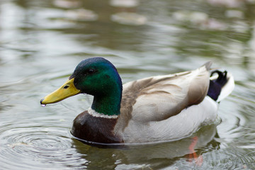 Duck swimming on the lake.