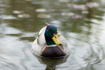 Duck swimming on the lake.