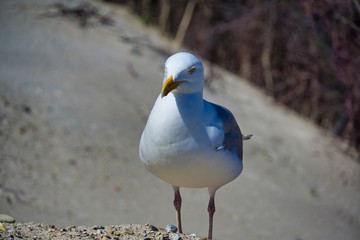 european herring gull on heligoland