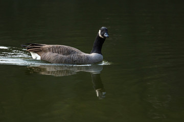 A canadian goose swim in the lake.