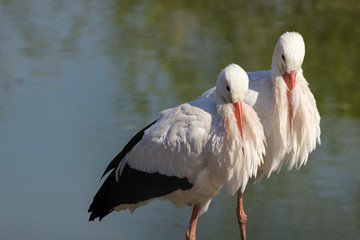 A couple of white stork.