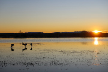 Sunrise with sandhill cranes