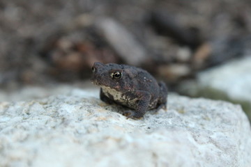 Toad on rock in flowerbed