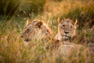 Lions in the morning light, Masai Mara