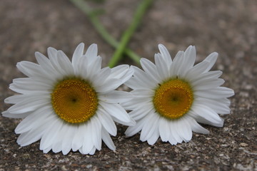 Obraz premium Two white daisies on concrete