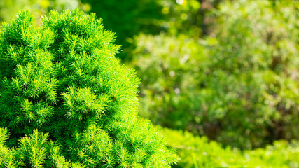 Green cypress. Green bush. Background with cypress in sunny weather. Cypress tree branch in garden. Copy space