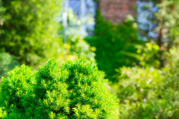Green cypress. Green bush. Background with cypress in sunny weather. Cypress tree branch in garden. Copy space
