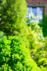 Green cypress. Green bush. Background with cypress in sunny weather. Cypress tree branch in garden. Copy space