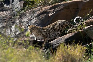 The leopard is the smallest of the big cats and this belongs to genus Panthera
