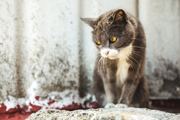 Gato gris