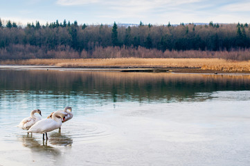 white swans on an autumn lake on a sunny day