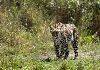 Leopard in Savannah Masai Mara