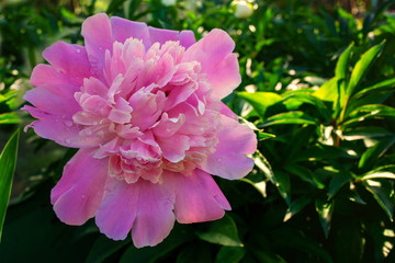 Pink flower in the garden. Petals with dew drops, background