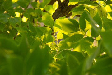 Fresh green tree leaves glowing in sunlights