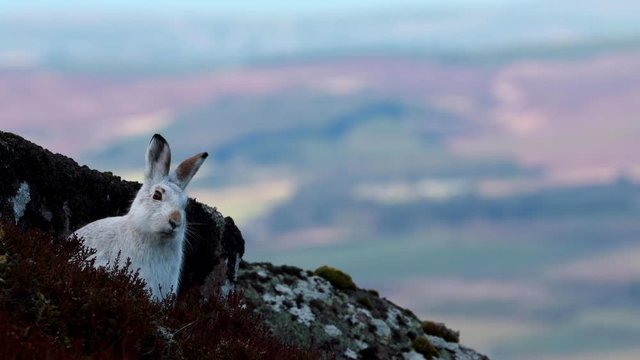 mountain hare, Lepus timidus, close up footage of hare in winter white moult surrounded by snowless dark ground on a mountain slope in Scotland during January, cairngorms national park.