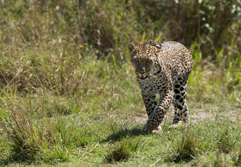 Leopard emerging out of bushes, Masai Mara