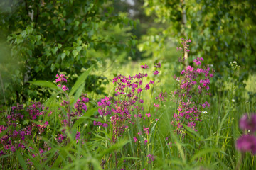 Obraz premium Purple spring flowers in a forest