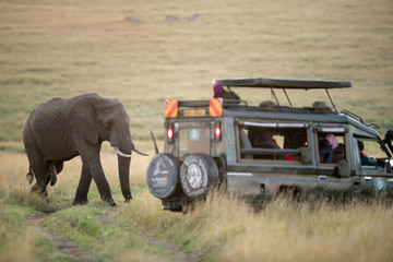 Tourists enjoying game drive on safari Jeep in Masai Mara National Reserve © Dr Ajay Kumar Singh