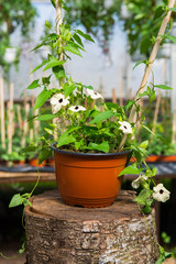 Thunbergia alata Sweet Susan with white blooms with an eye, growing in a brown pot in greenhouse