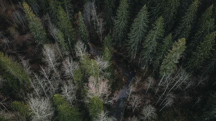 Forest tree air river green sun sky