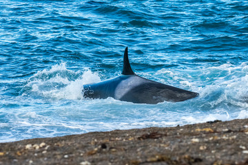 Obraz premium Killer whale hunting on the paragonian coast, Patagonia, Argentina