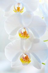 Naklejka na ściany i meble White orchid shot at shallow depth of field