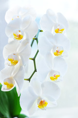White orchid shot at shallow depth of field