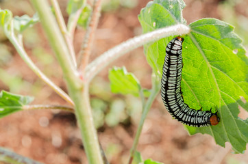 Melanchra Picta Moth Larva