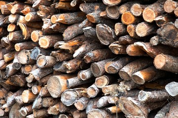 woodpile cut in the woods