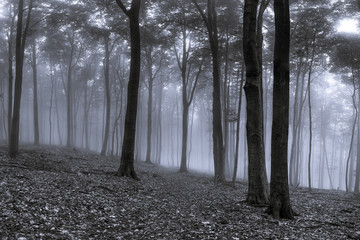 the mist in the forest creates a magical atmosphere in black and white