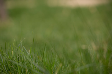 Obraz premium Lawns