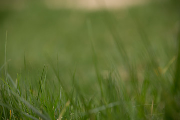 Lawns