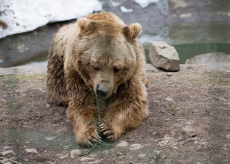 Big brown bears in the constellation