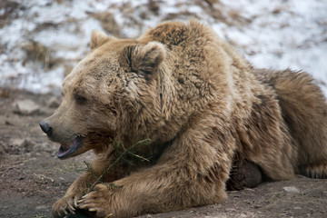 Fototapeta premium Big brown bears in the constellation