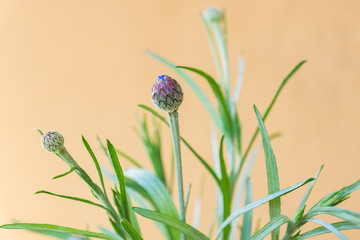 Healthy organic heirloom flowering cornflower plant growing on a balcony on a sunny day. Edible bee-friendly herbs, flowers, fruits, and vegetables for urban gardening in Trento city in northern Italy