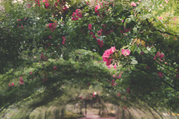 Detail of Rose Arbor Tunnel with Pink Roses