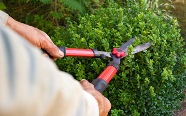 garden shears in the hands of a farmer