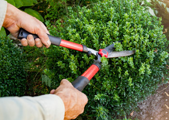  A handyman cuts bushes with clippers. Hands of a farmer with a garden tool.